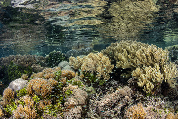 Beautiful Shallow Coral Reef