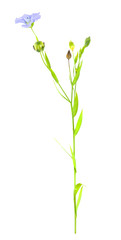 Blooming flax, Linum usitatissimum isolated on white background
