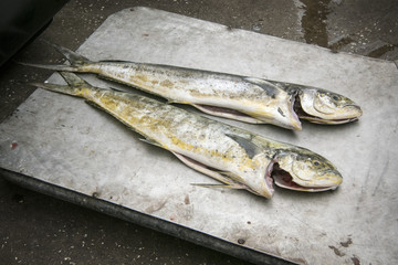 Prepared Fish in a Fish Market