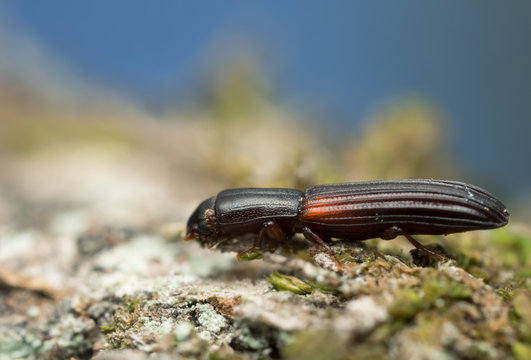 Colydium filiforme on wood