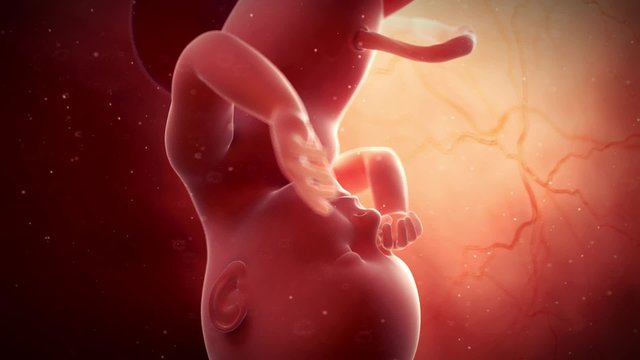 medical 3d animation of a fetus - week 39