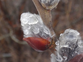 Распускающаяся верба весенним днем