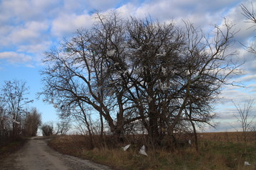 Piece of plastic on trees near rubbish dump, Stupava, Slovakia