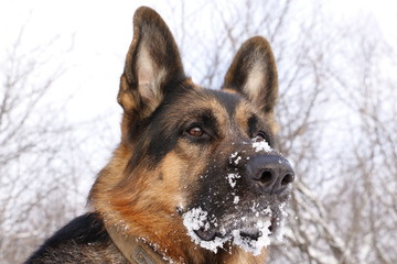Собака немецкая овчарка с мордой, покрытой снегом