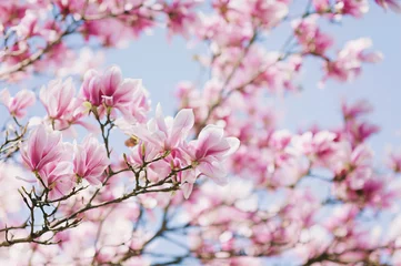 Deurstickers Magnolia Voorjaar! Bloeiende Magnolia