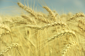 wheat closeup