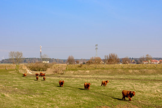 Heckrinder-Zucht im Berliner Naturschutzgebiet "Falkenberger Rieselfeldfer"