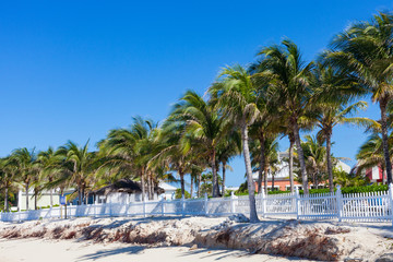 Coconut palms at Grand Turk, Turks and Caicos, British West Indies in the Caribbean