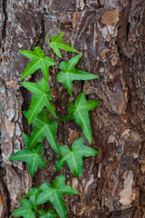 English Ivy climbing on the trunk of a pine tree