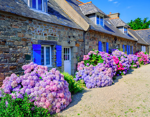 Colorful Hydrangeas flowers in a small village, Brittany, France