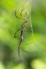 Giant spider molting and breeding