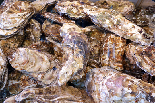 oysters 