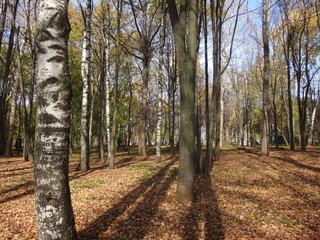Парк с желтыми листьями осенним солнечным днем