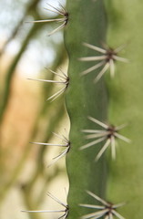 Cactus Needles - Close up of cactus needle with blurred background