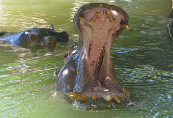 Fototapeta premium boca de hipopótamo