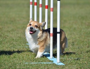 Pembroke Welsh Corgi at Dog Agility Trial