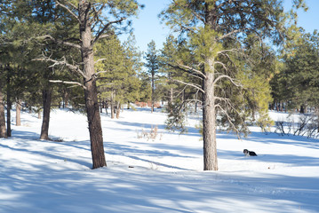 shade in pine forest