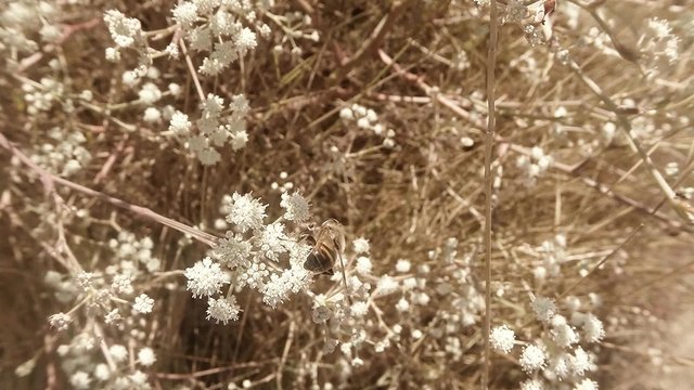 Bee Collects Pollen From Flowers in the Grass