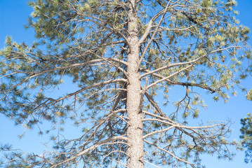 Obraz premium pine tree in blue sky