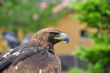 Fototapeta premium Hawk