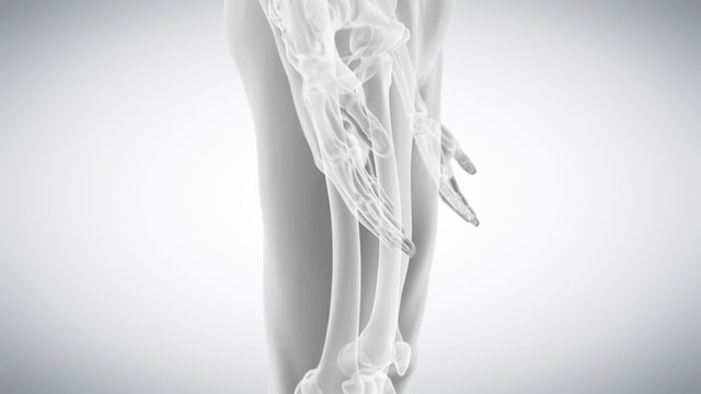 medical 3d animation of the human skeleton