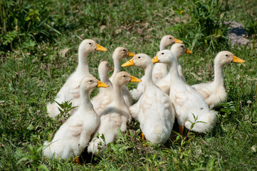 Flock of little geese walking on the grass