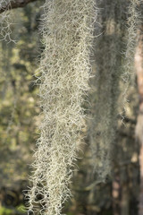 Spanish moss closeup in wild