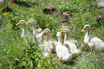 Flock of little geese walking on the grass