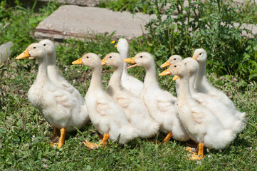 Flock of little geese walking on the grass