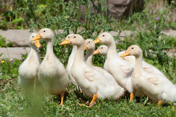 Flock of little geese walking on the grass