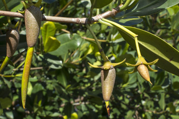 Red mangrove propagules on branch