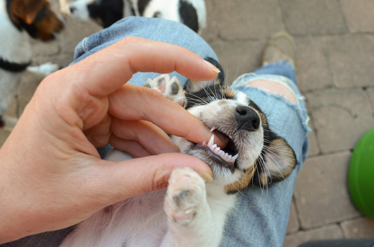 Zahnkontrolle beim Hundebaby