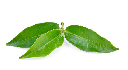 Obraz premium tea leaf on white background