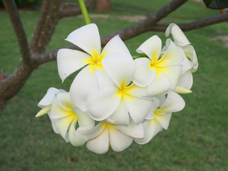 Fototapeta premium white frangipani tropical flower, plumeria flower blooming on tr