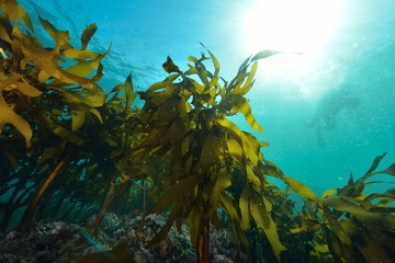 Fototapeta na wymiar 葉山の海藻