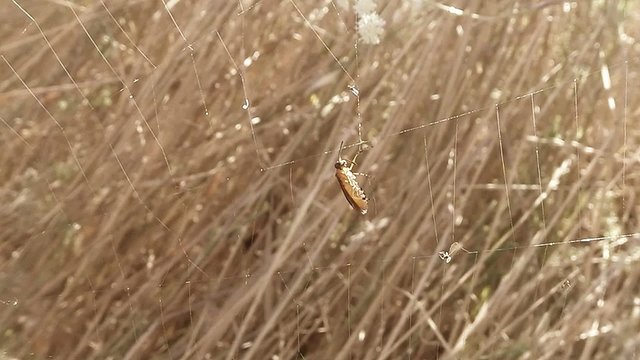 Little Midges Stuck in the Web in High Dry Grass