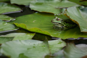 Teichfrosch (Pelophylax esculentus) auf Seerosenblatt