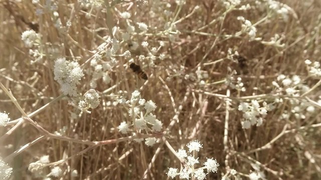Bee Flies From Flower to Flower Collecting Pollen