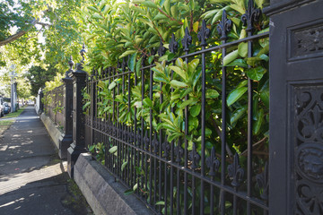 View along a wrought iron fence with hedged grenery in Australia