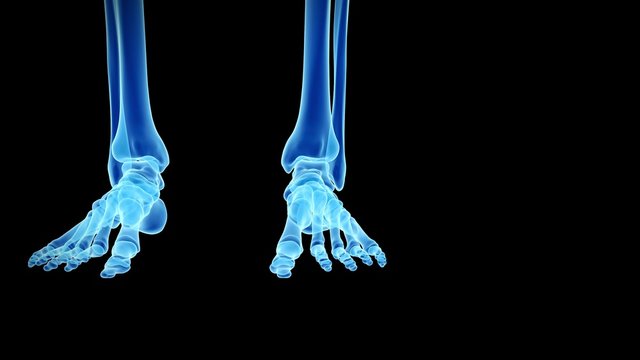 medical 3d animation of the skeletal leg and foot