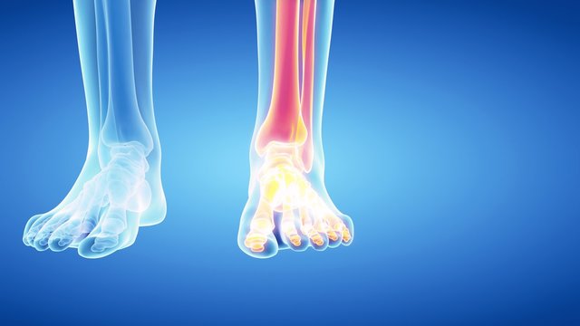 medical 3d animation of the skeletal leg and foot