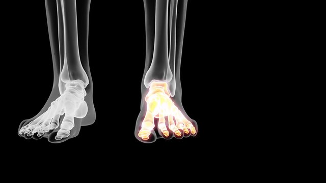  medical 3d animation of the skeletal foot