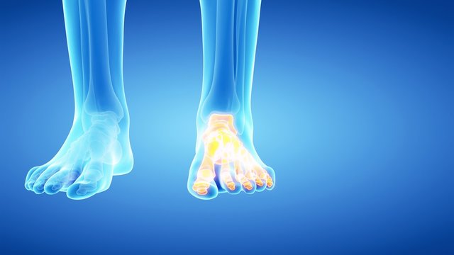 medical 3d animation of the skeletal foot