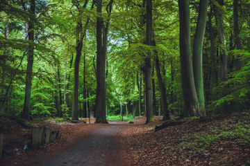 way at forest