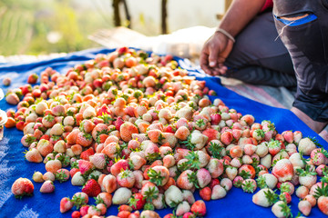 Harvest packing Strawberry Blueberry at field.