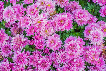 Chrysanthemum pink flowers plantation in park.
