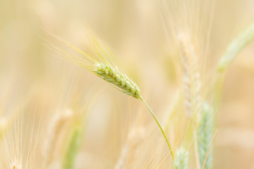 Barley field