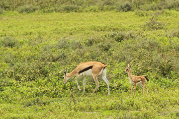 Fototapeta premium Cape Hare in Serengeti
