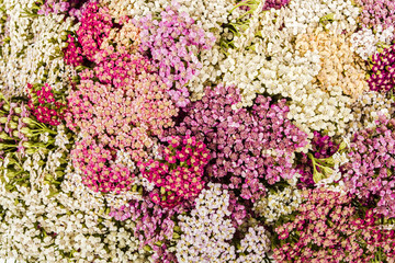 Abstract background of flowers yarrow, close-up