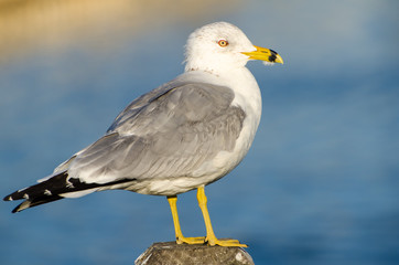 Seagull